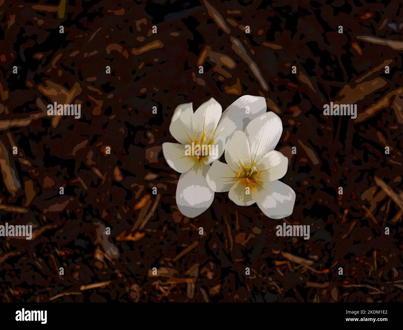 Illustrative close up of the white flowering garden bulb Colchicum autumnale Album. Stock Photo