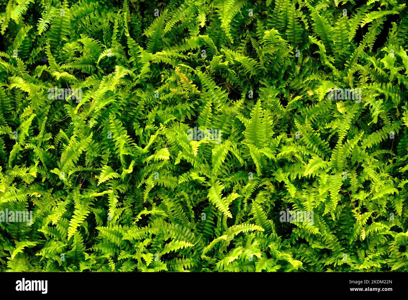 Green leaves texture background, colorful leaves, nature concept, tropical leaf. Stock Photo