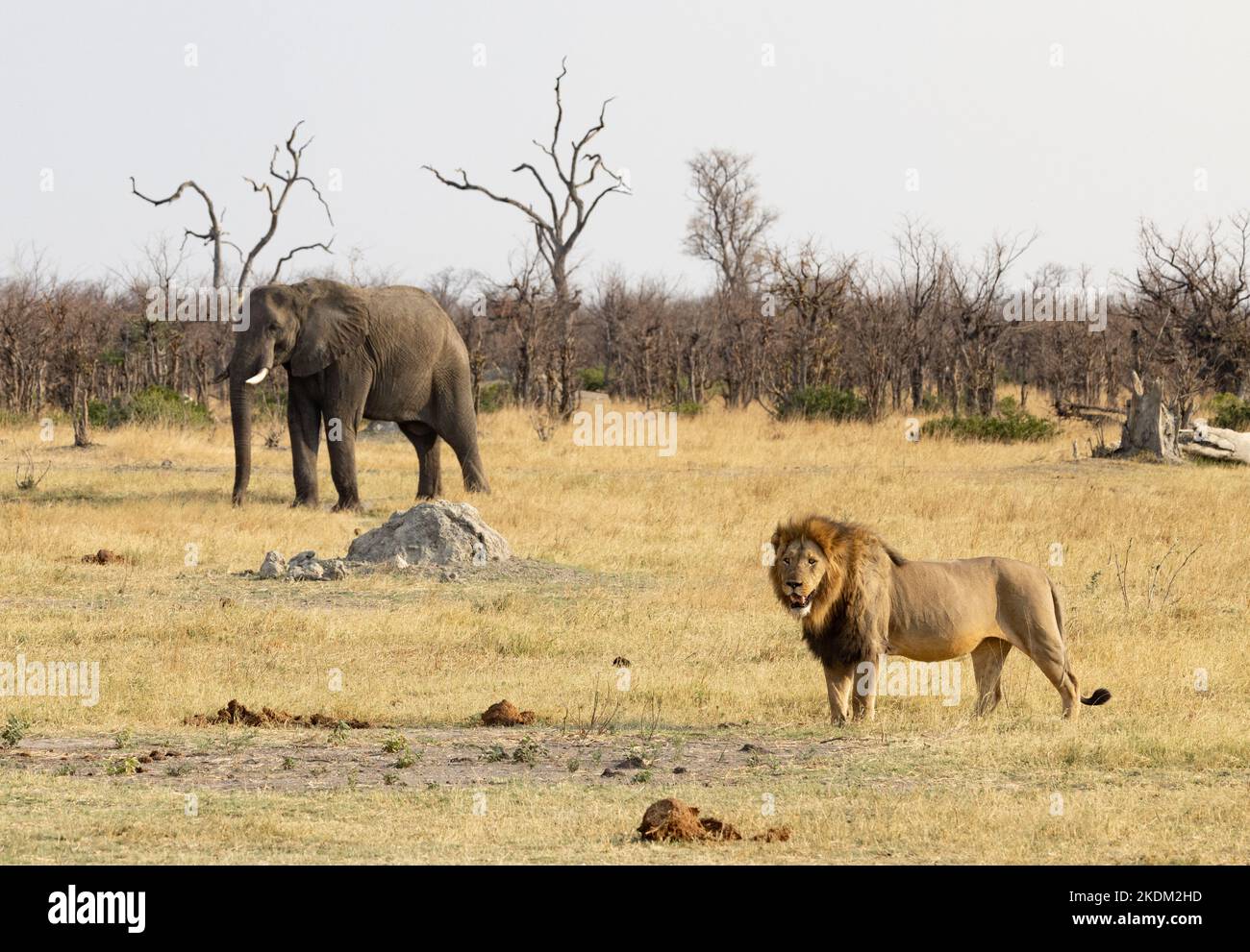 Africa landscape - with adult male lion and elephant in grasslands; Chobe National Park, Botswana Africa. African animals scene. Stock Photo