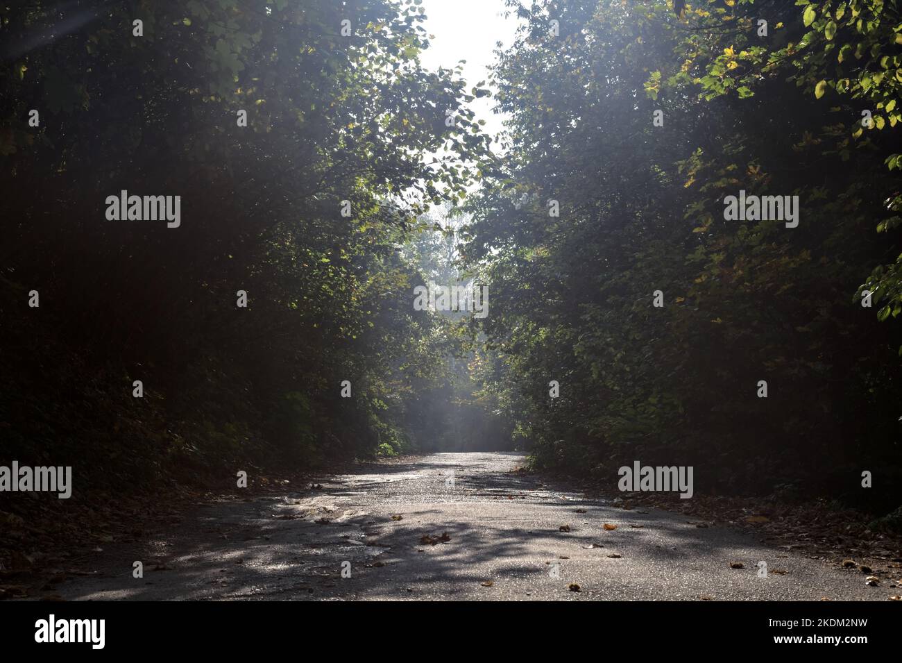 Road in a forest with a tree canopy above it and sunbeams passing ...