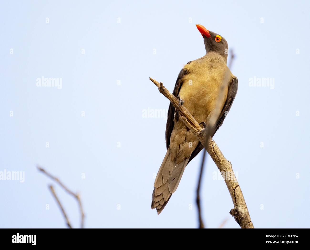 Red Billed Oxpecker , Buphagus erythrorhynchus, perched on a tree, Botswana Africa. Africa birds Stock Photo