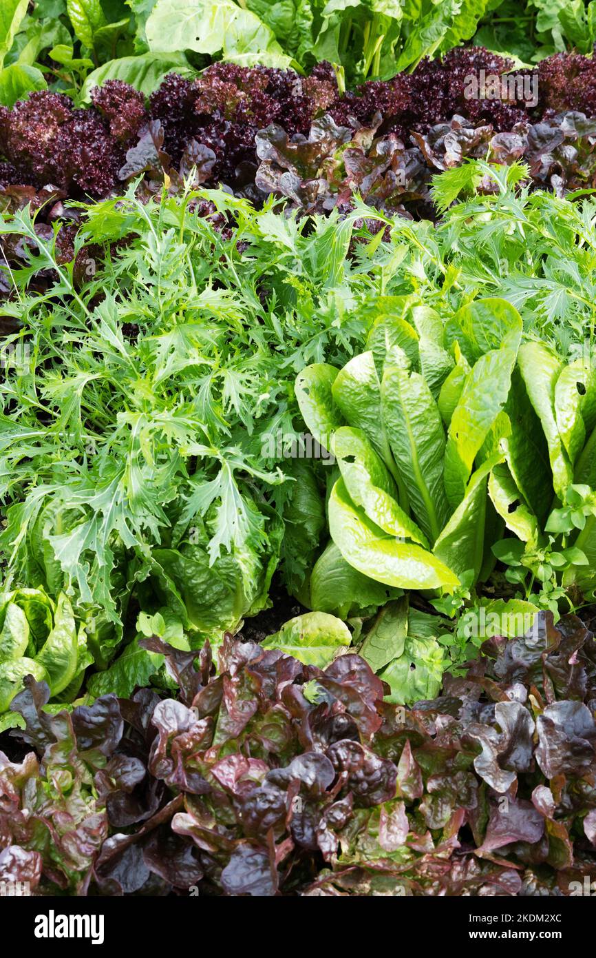 Home grown veg - Red and Green lettuce salad plants varieties growing in a garden, suffolk UK Stock Photo