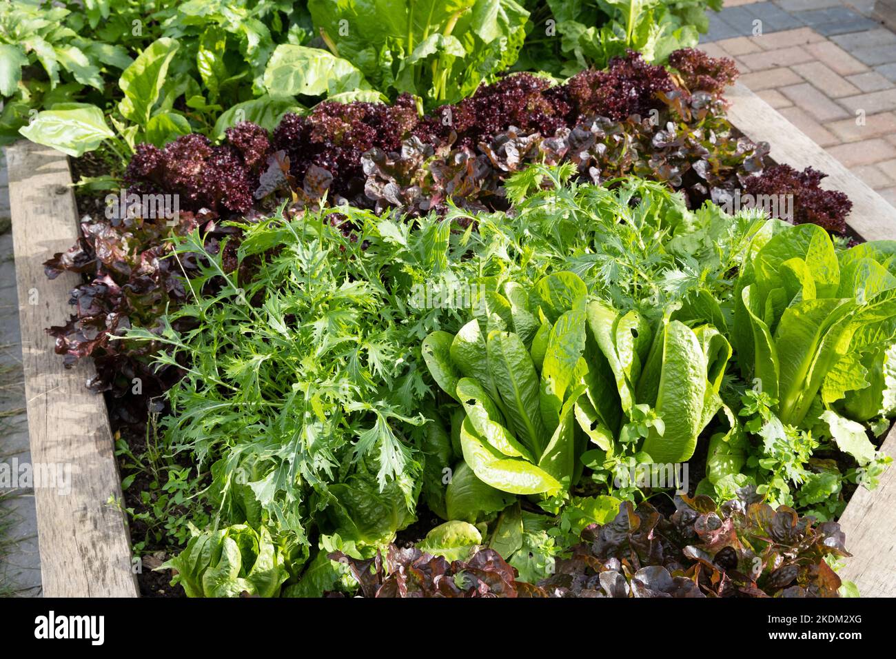 Home grown produce UK; red and green lettuce varieties growing in a raised bed in a private garden, Suffolk UK Stock Photo