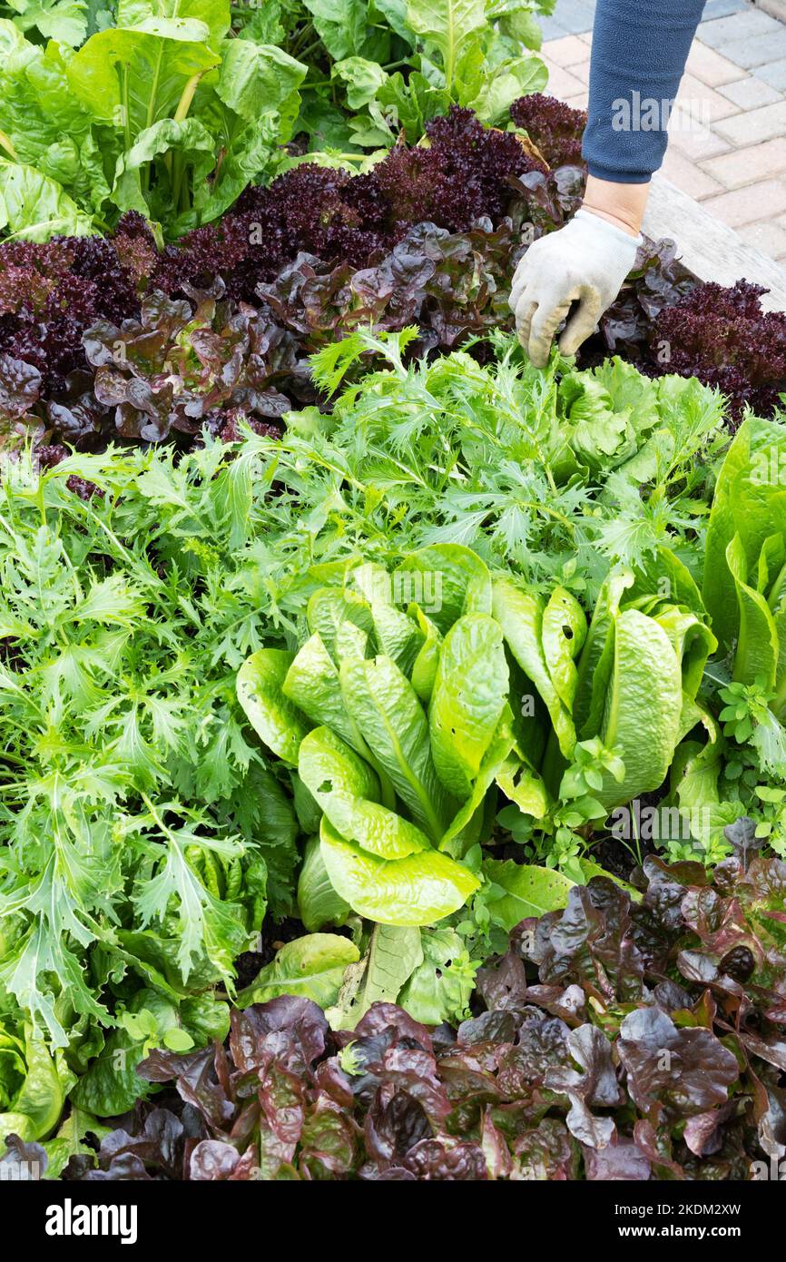 Growing vegetables Britain; A gardener picking home grown red and green lettuce in a garden vegetable bed, UK Stock Photo