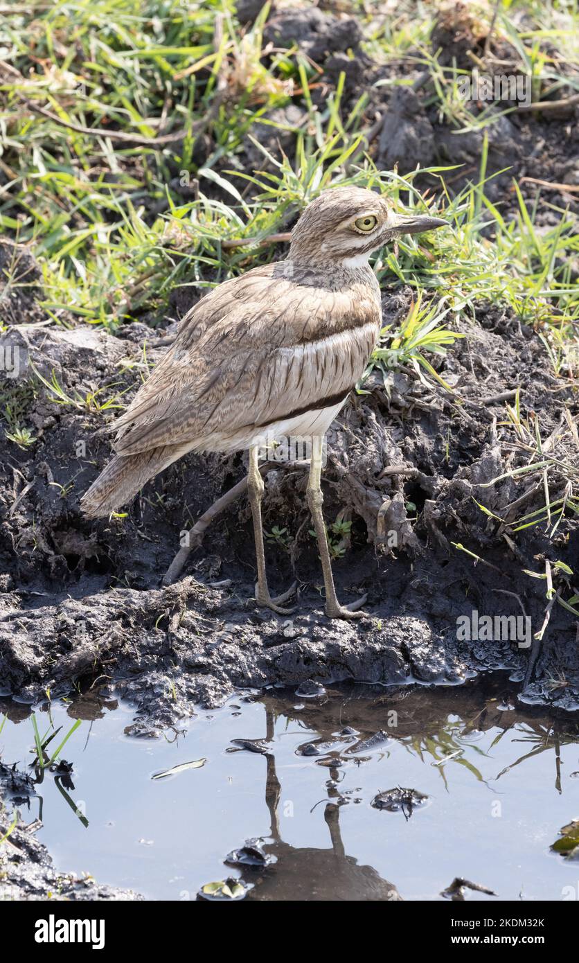 Water Thick-knee, Burhinus vermiculatus, aka Water Dikkop, Moremi Game reserve, Okavango Delta, Botswana Africa - african birds Stock Photo
