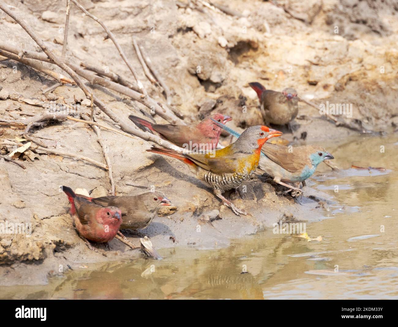 Colourful African birds, Chobe National Park, Botswana Africa. Male and female Red Billed Firefinch (left); Green winged pytilia and Blue Waxbill Stock Photo