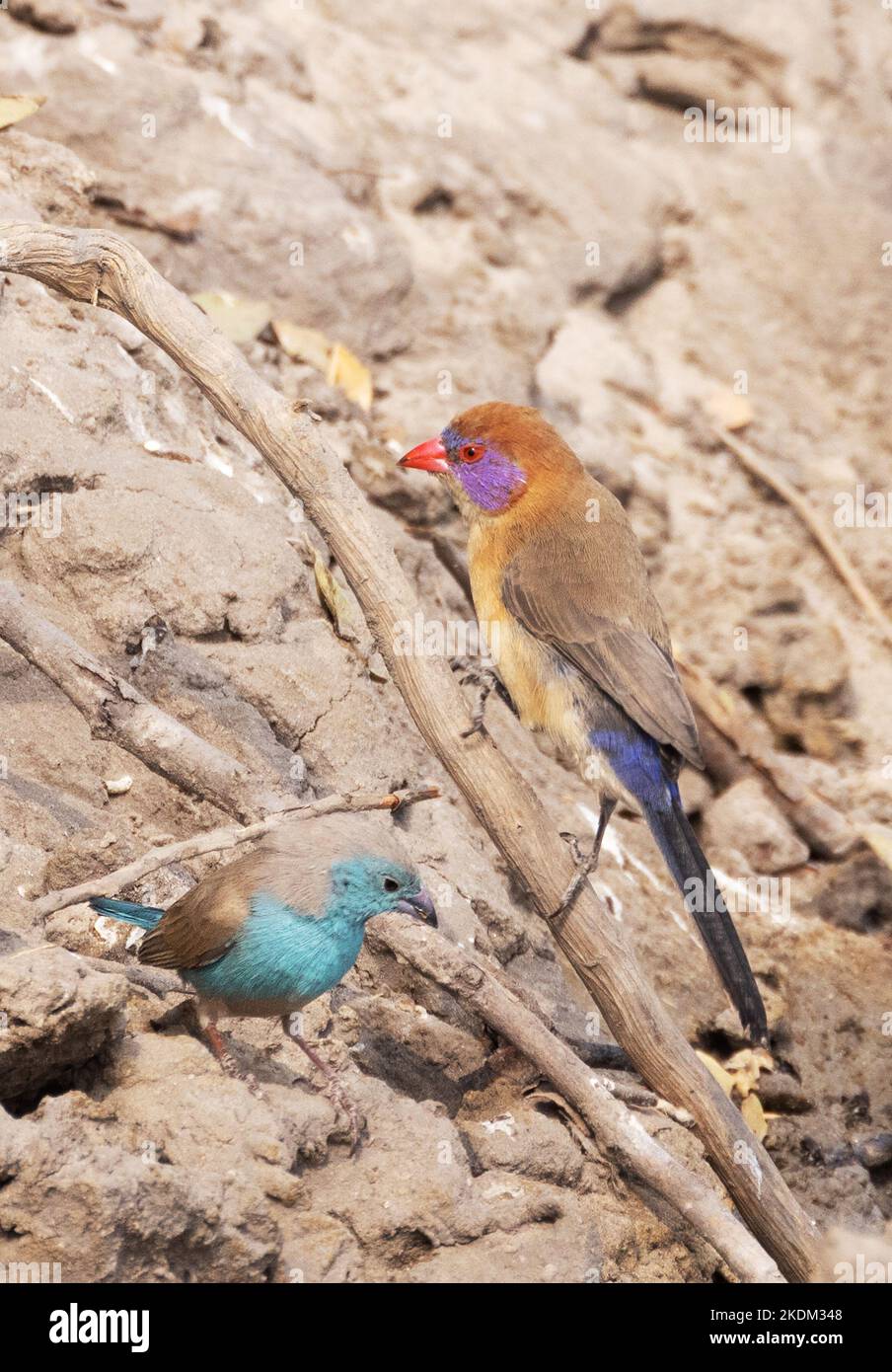 Colourful birds Africa. Chobe National Park, Botswana Africa. Juvenile Blue Waxbill (left), and female Violet Eared Waxbill (right). Stock Photo