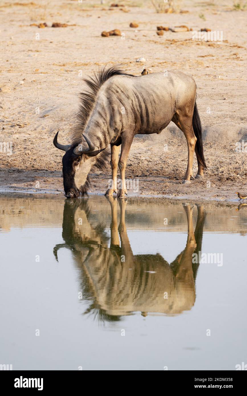 Blue Wildebeest, Connochaetes taurinus, aka Common Wildebeest, animal drinking at a waterhole, with reflection, Moremi Game Reserve, Botswana Africa. Stock Photo