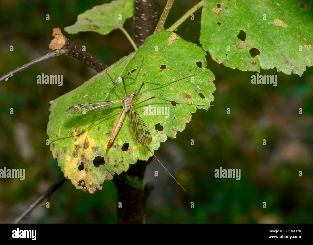 An insect with long legs, resembling a mosquito on a shrub branch Stock Photo