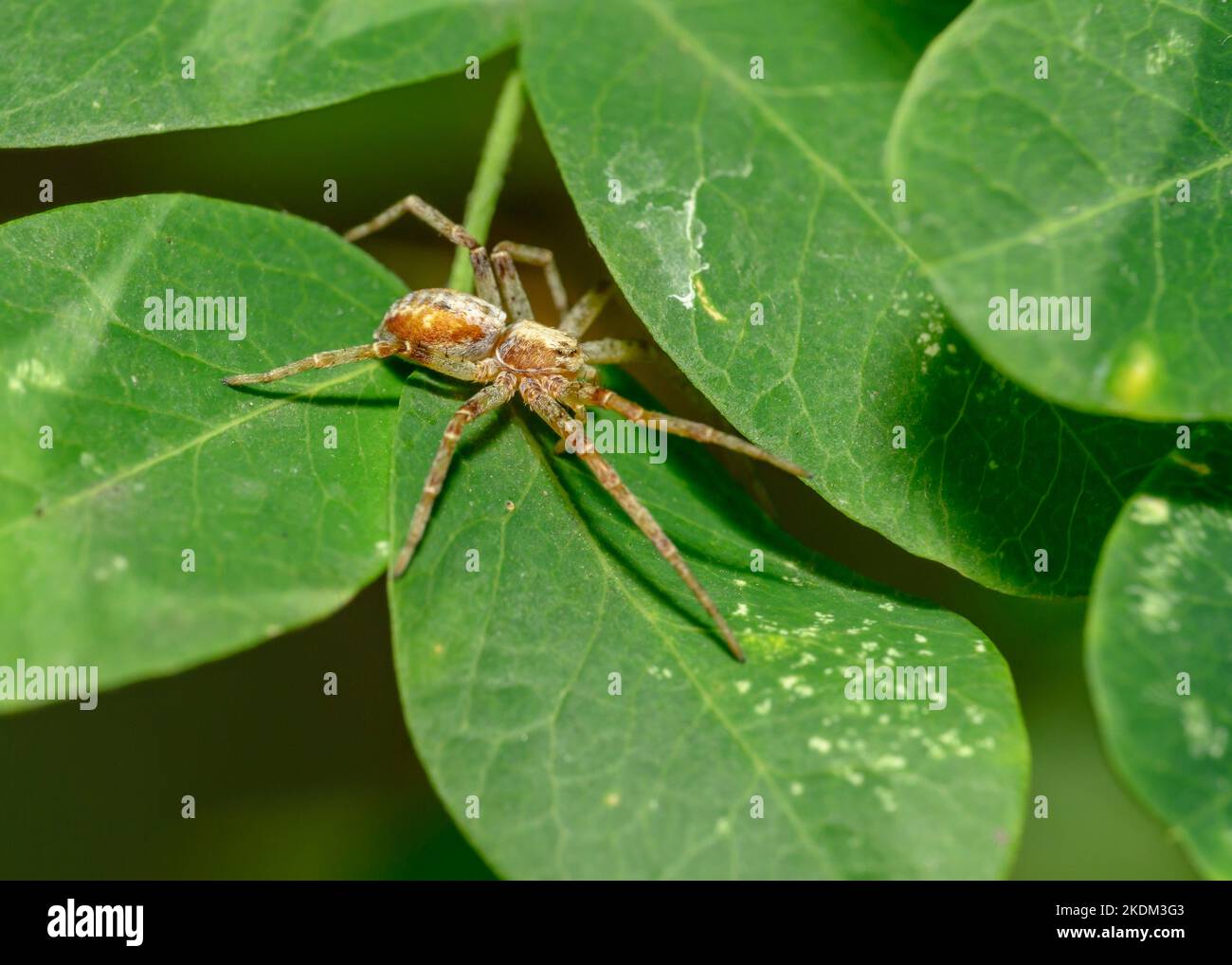 Brown spider hunts sitting on leaves in the forest Stock Photo