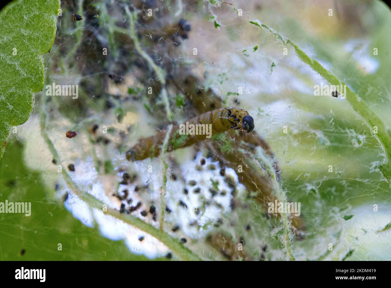 Aphids eat the leaves of an apple tree. Stock Photo