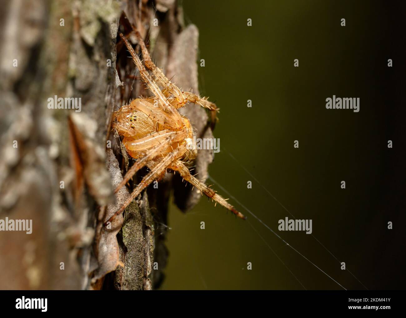 A big brown spider weaves a web in the forest Stock Photo