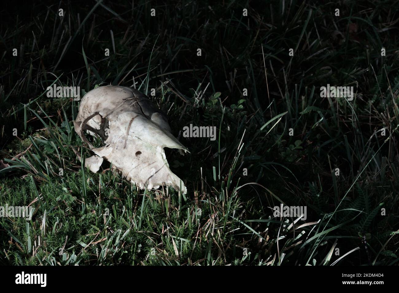 Deer Skull Laying On A Bed Of Grass In A Shaft Of Light , New Forest UK With Copyspace Stock Photo