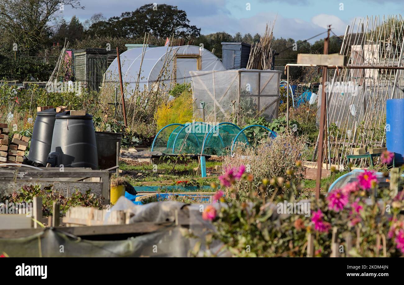 Allotments With Compost Bins, Poly-Tunnels, Netting, Flowers And Canes, England UK Stock Photo