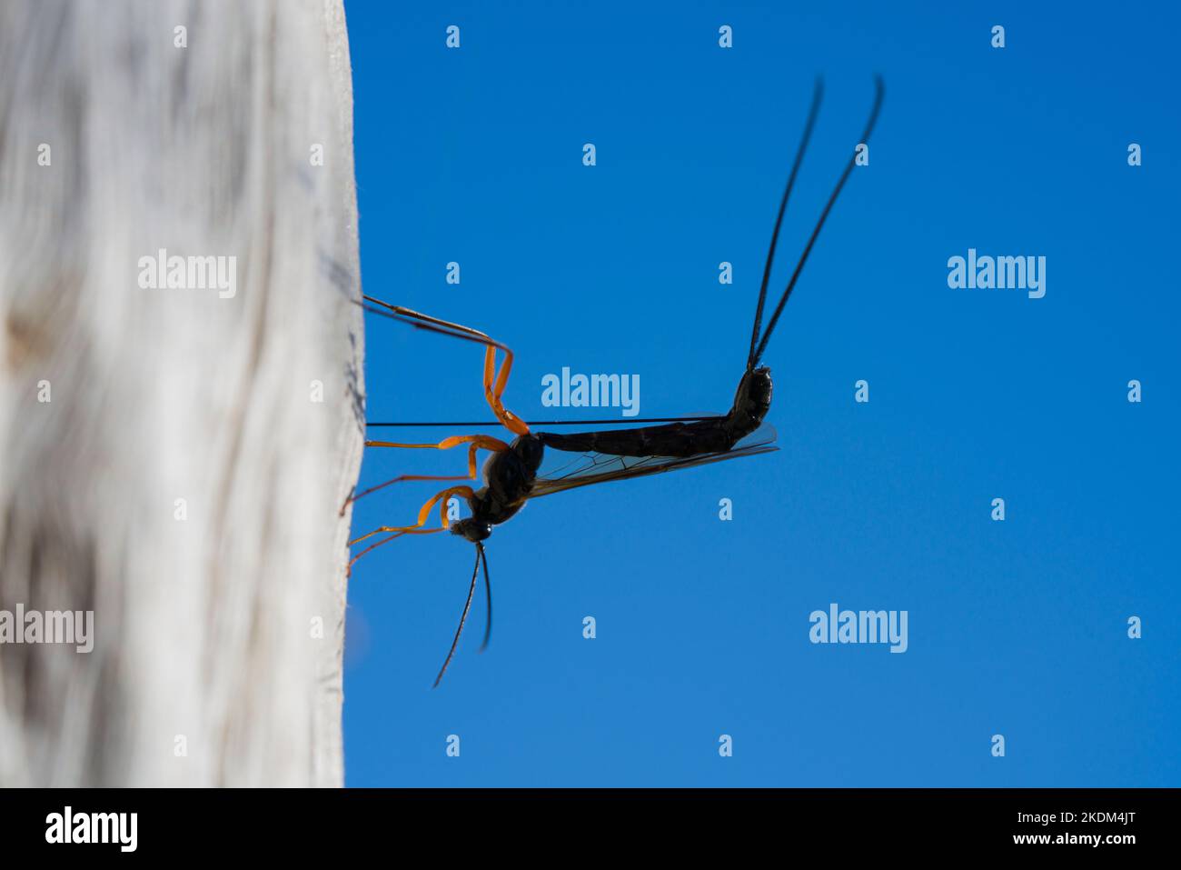 A black slip wasp laying eggs in dead wood Stock Photo - Alamy