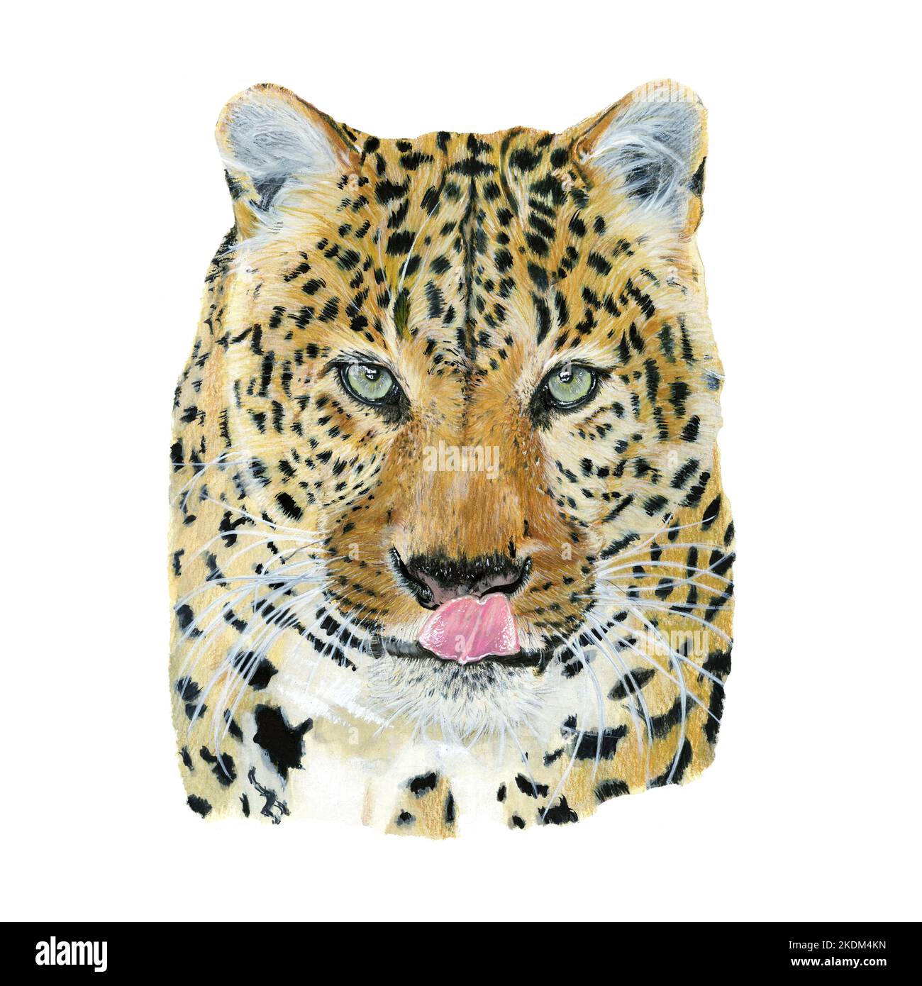 Leopard drawn in watercolor. Illustration of portrait on a white ...