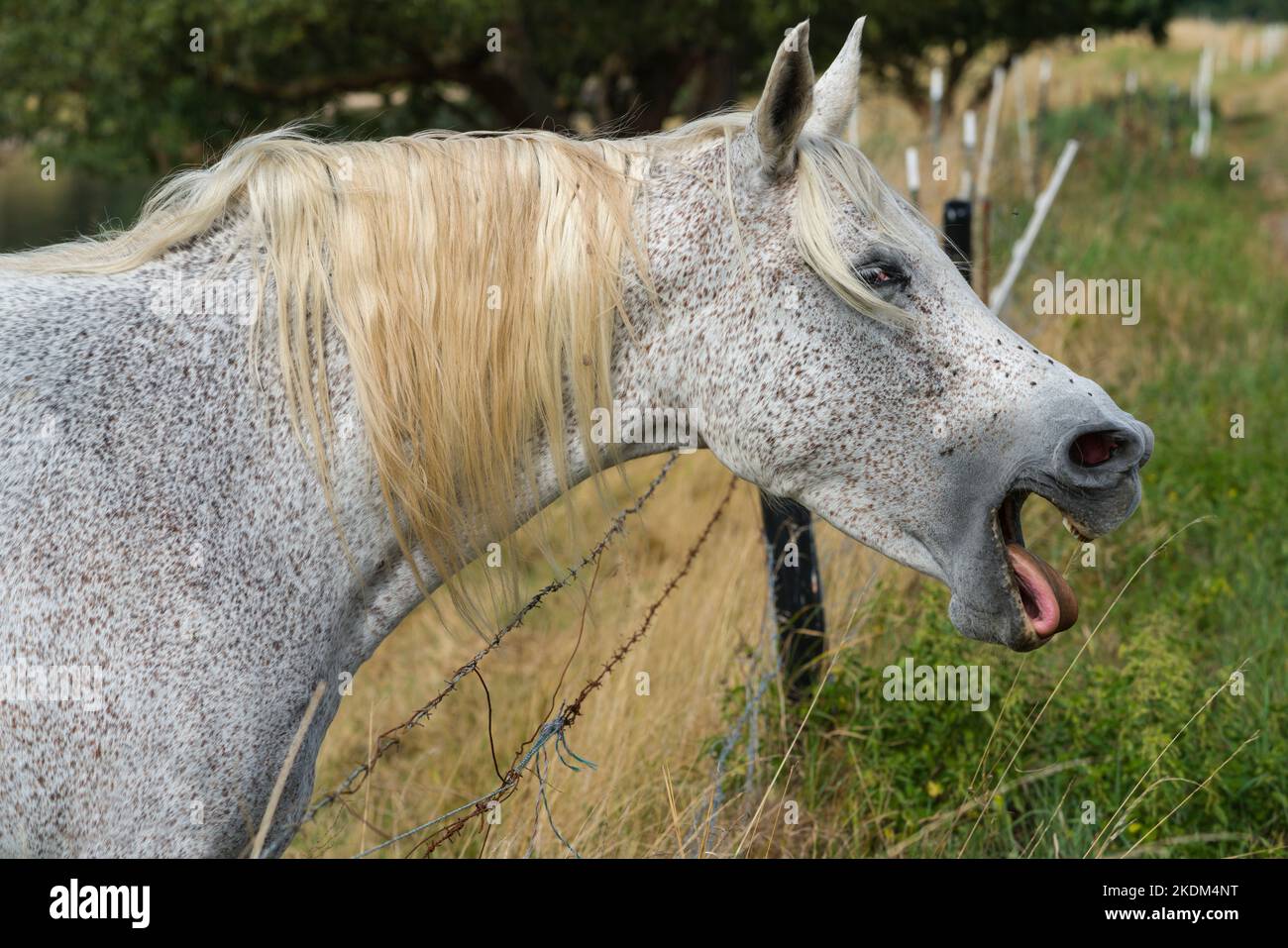 Arabian horse yawning Stock Photo Alamy
