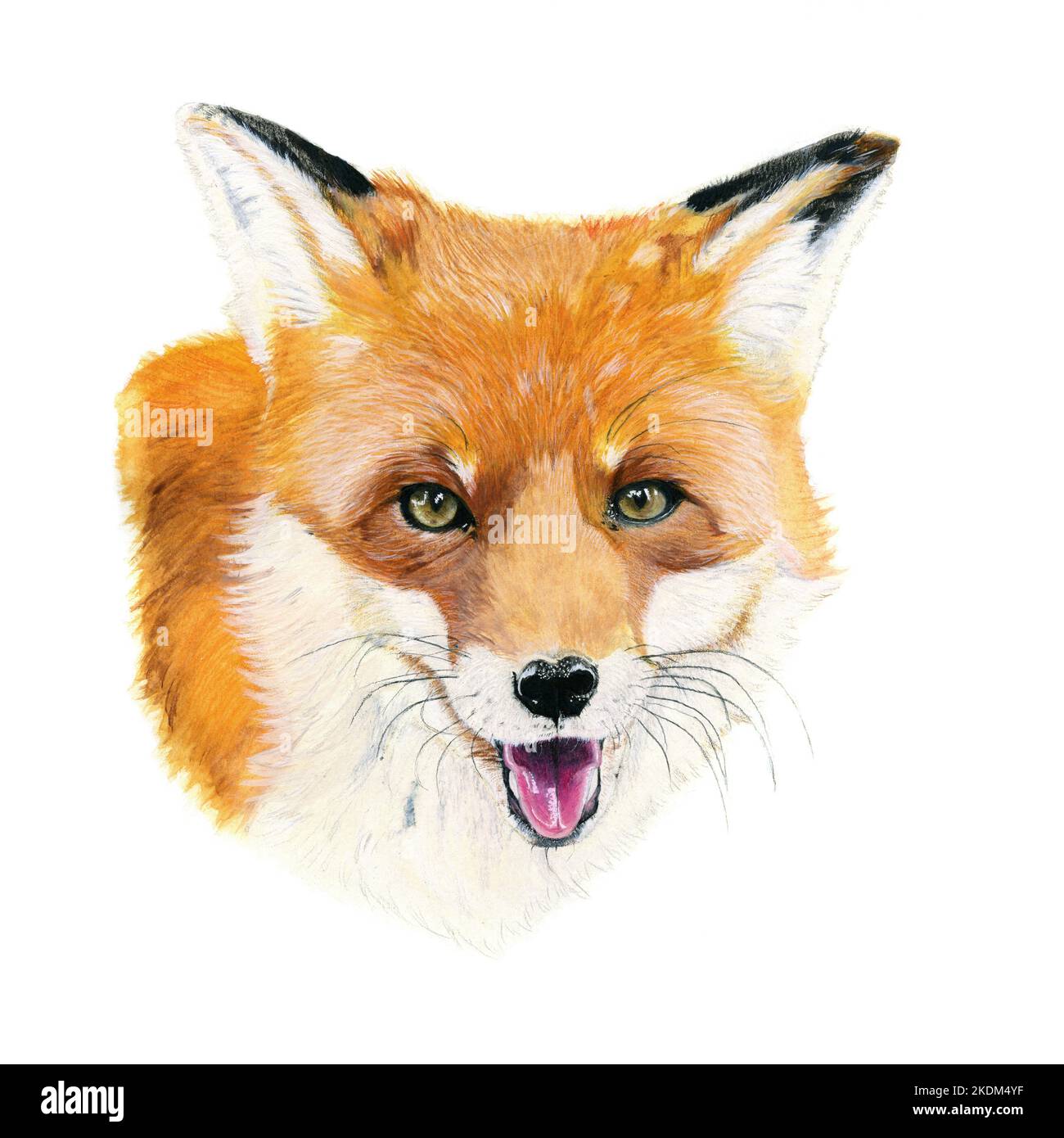 Red fox drawn in watercolor. Illustration of portrait on a white background Stock Photo