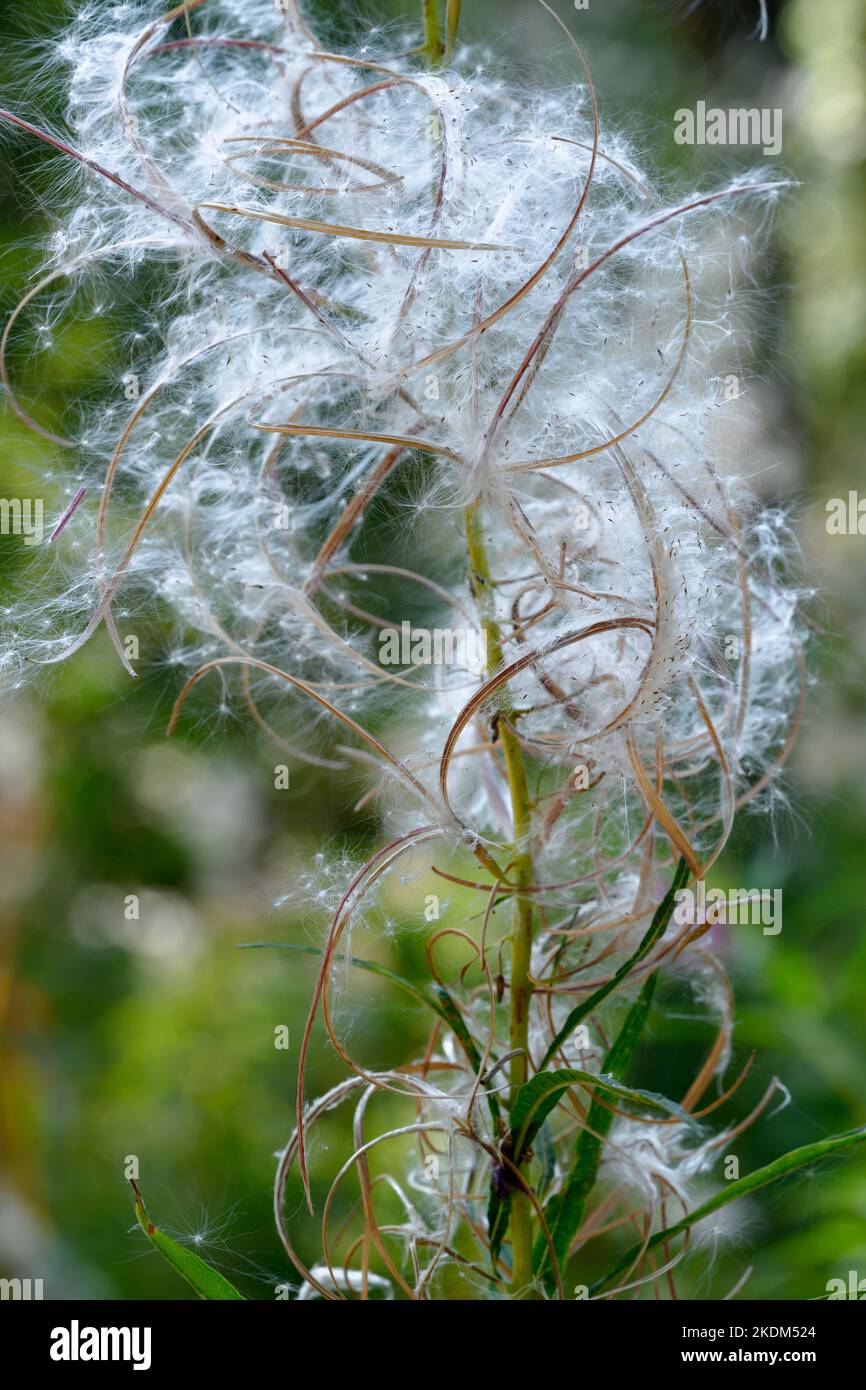 Abstract flowering meadow plant made of down and arc leaves on a sunny day in autumn Stock Photo