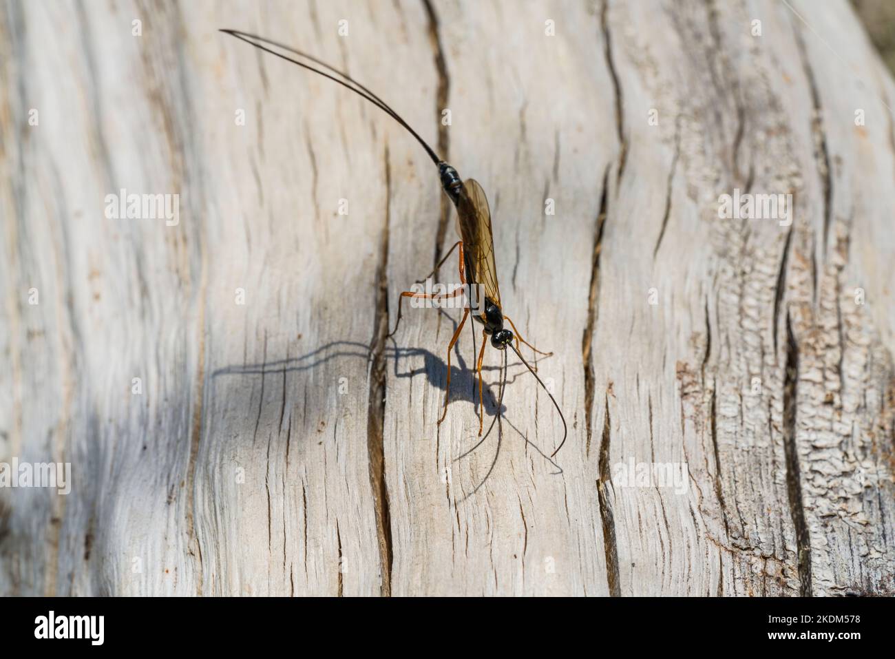 A black slip wasp laying eggs in dead wood Stock Photo - Alamy
