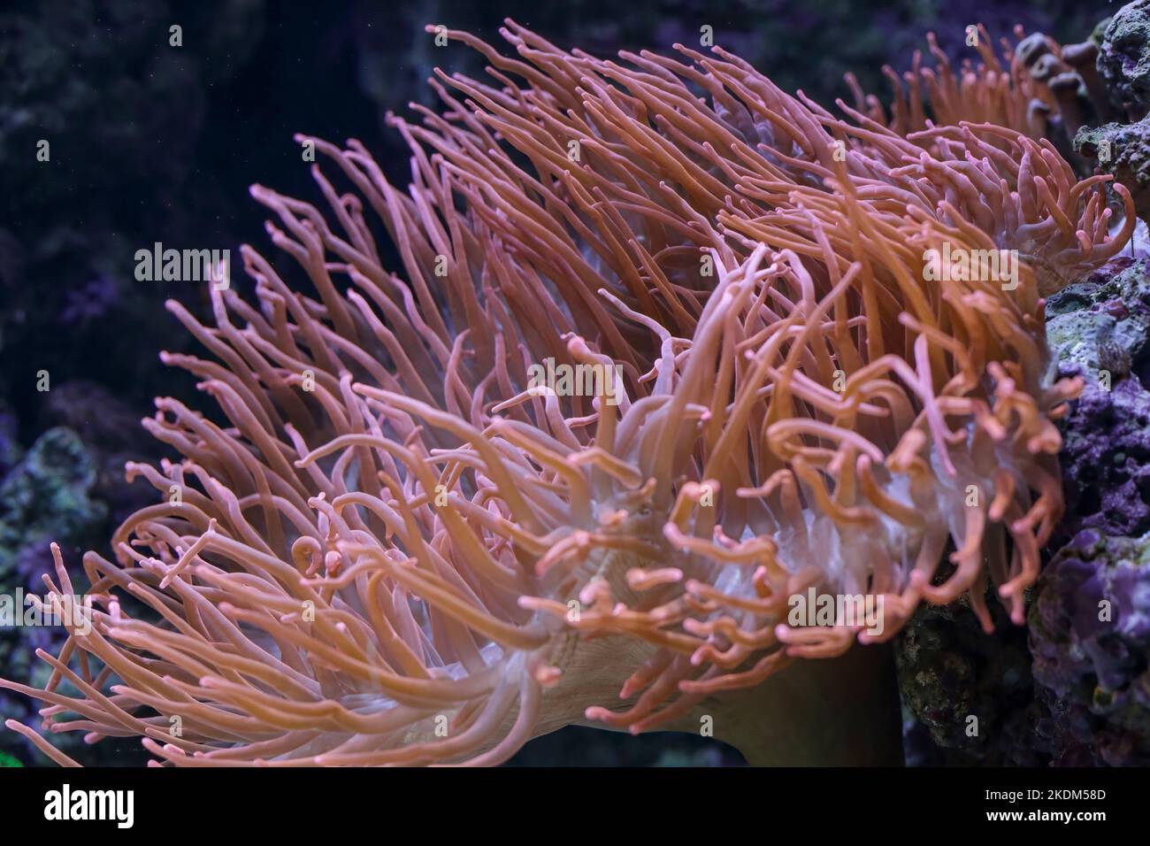Beautiful salt water anemone from an aquarium Stock Photo - Alamy