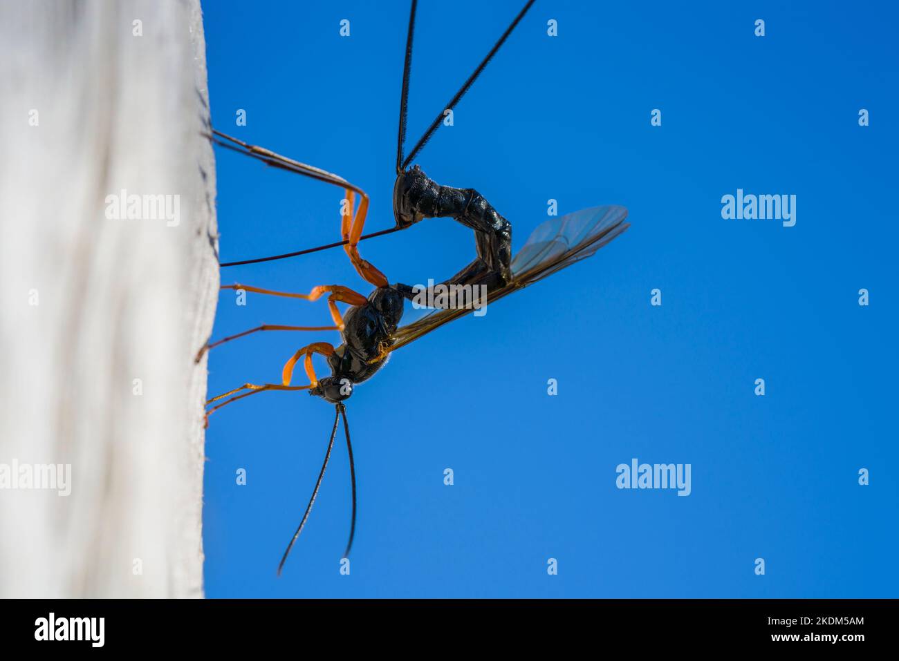 A black slip wasp laying eggs in dead wood Stock Photo - Alamy