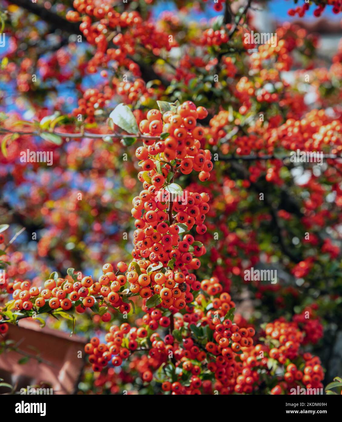 Pyracantha Firethorn shrub background. Evergreen plant with bright red berry like pomes and green foliage. Close up vertical view Stock Photo