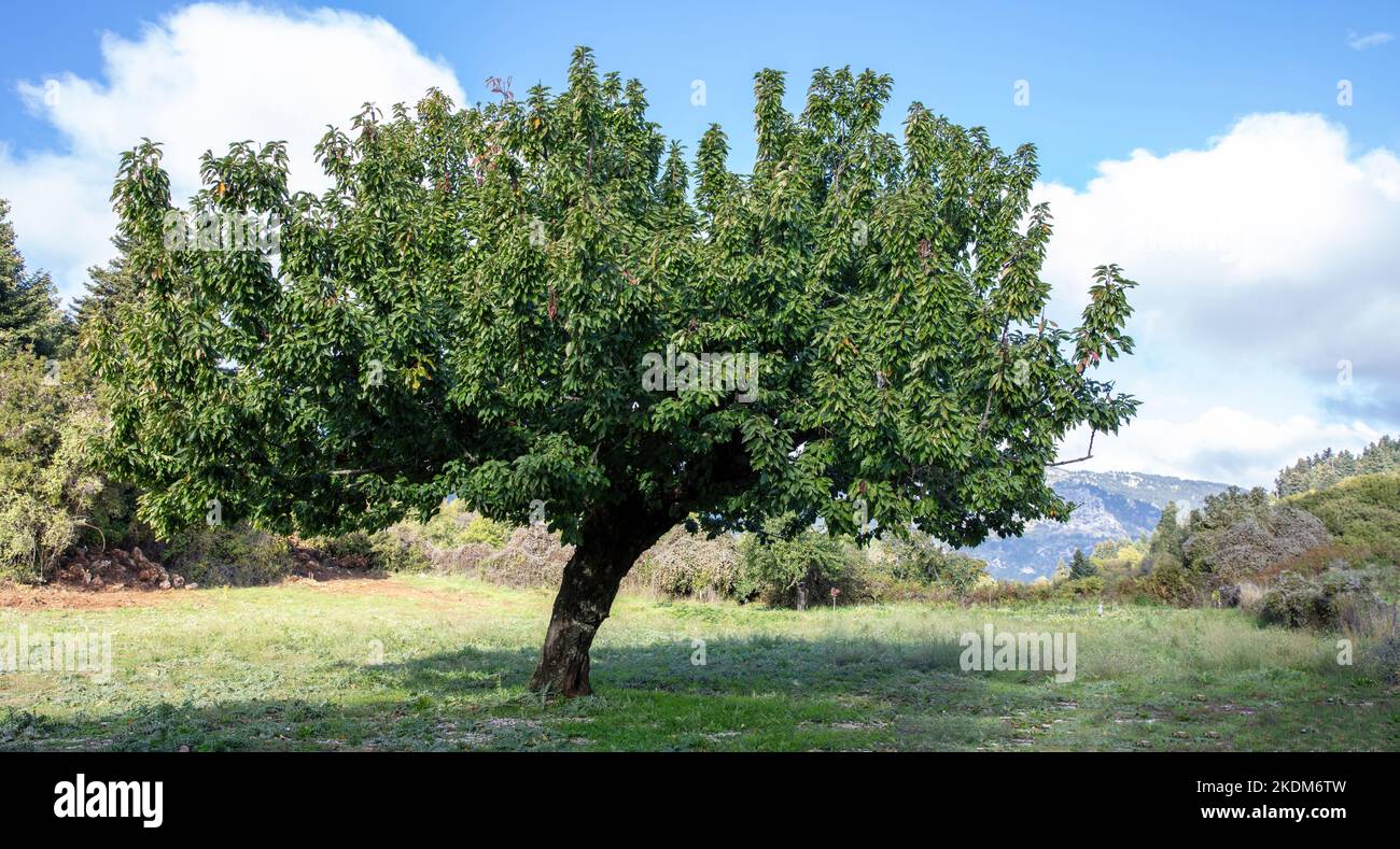 Walnut tree in field sunny day blue sky background. Single, deciduous nut tree, green lush foliage, Peloponnese mountain, nature, Greece. Stock Photo