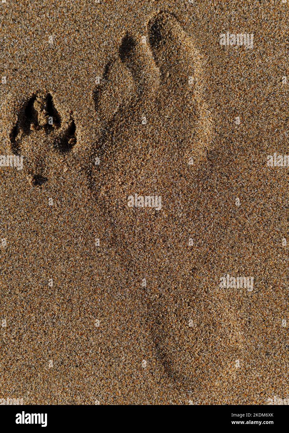 Human (barefoot) and dog foot prints in one photo. Foot prints in the sand. Stock Photo