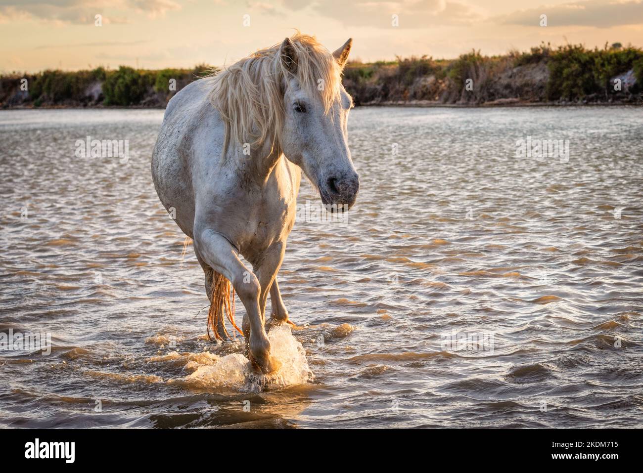 White horses are runing in the water  all over the sea in Camargue, France. Stock Photo