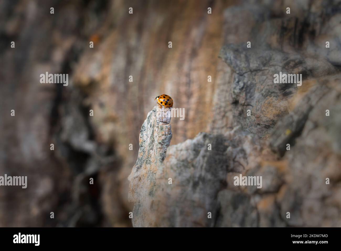 weathered wood structures with an Asian lady beetle Stock Photo