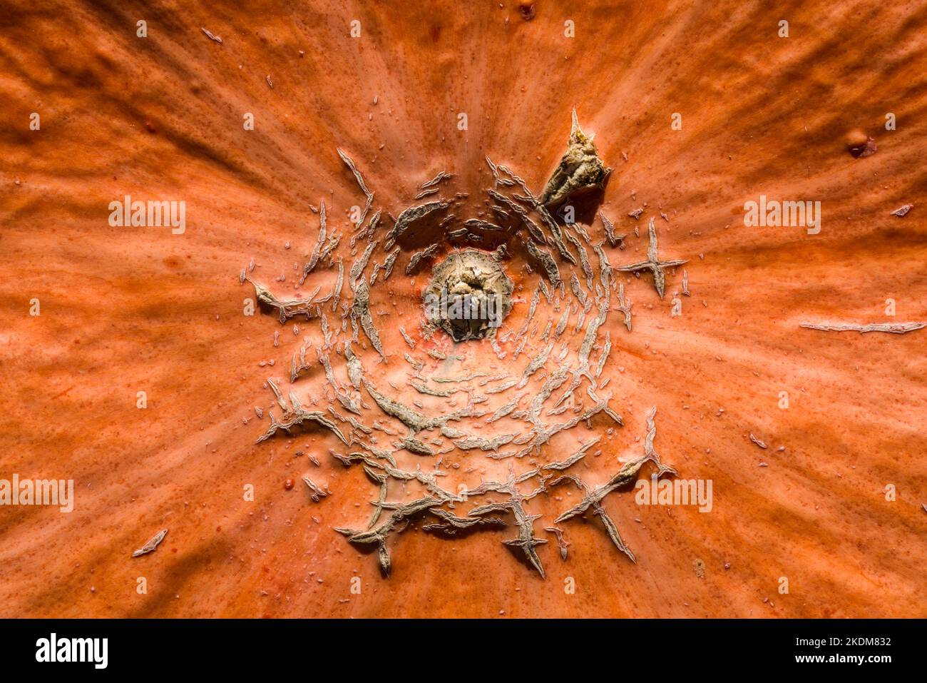 Detail of a pumpkin Stock Photo
