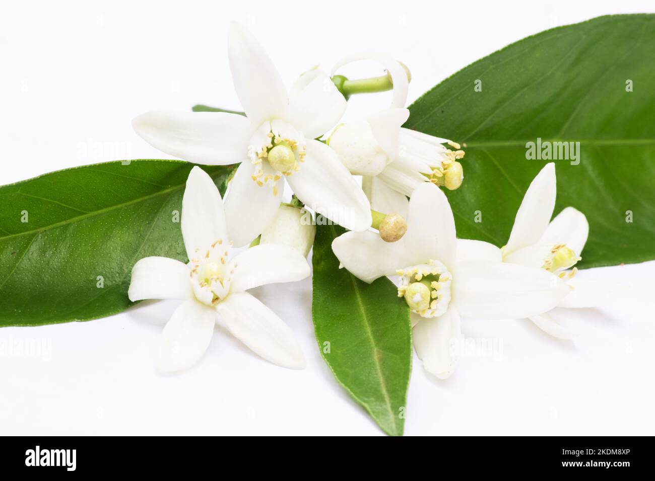 Naval orange blossoms on white background Stock Photo - Alamy