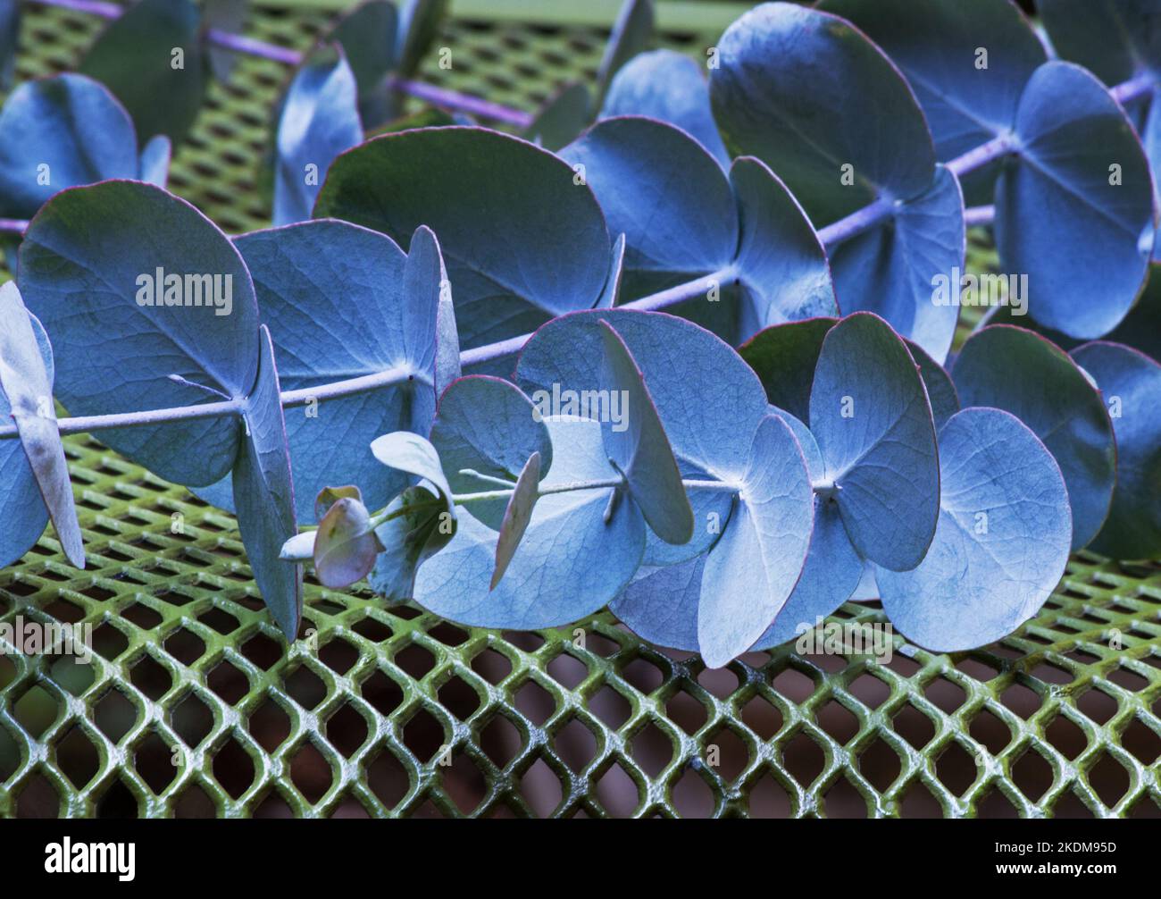 Eucalyptus perriniana hires stock photography and images Alamy