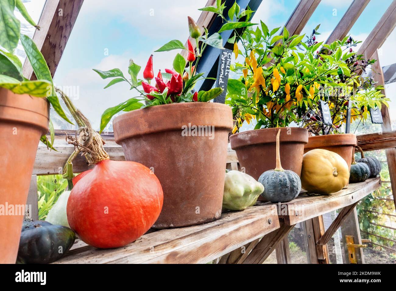 Chillies ‘Pyramid’ and ‘Lemonella’ potted on a well lit traditional wooden greenhouse shelf, with autumnal squash as a rustic horticultural and colourful display. Surrey UK Stock Photo