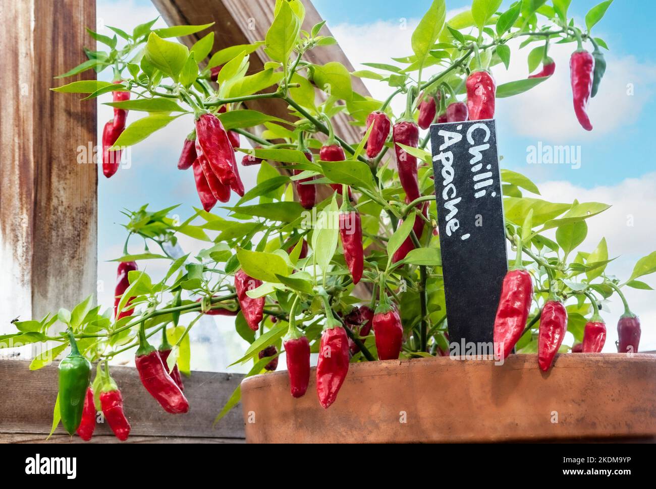 Red Apache vegetable chilli peppers (capsicum annum) potted and viewed by traditional wooden greenhouse window, with blue sky and clouds behind Surrey UK Stock Photo