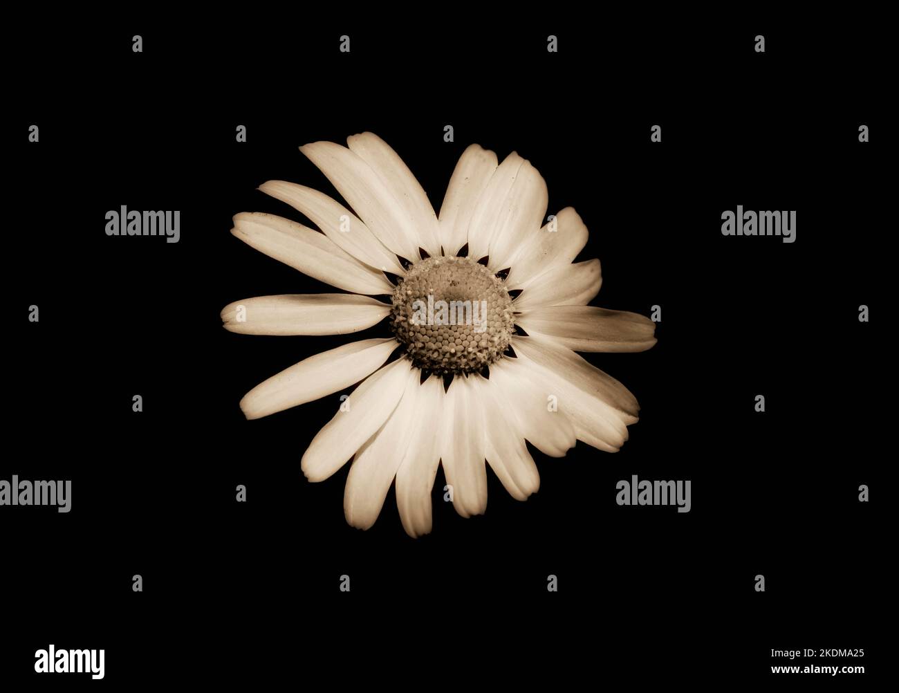 scentless chamomile (Tripleurospermum inodorum) Stock Photo