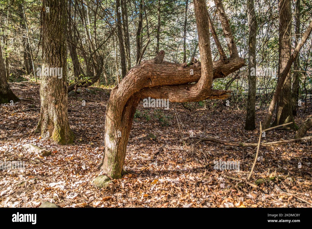 A single tree with two trunks bent over twisting upward together in the woodlands surrounded by the fallen leaves of autumn Stock Photo