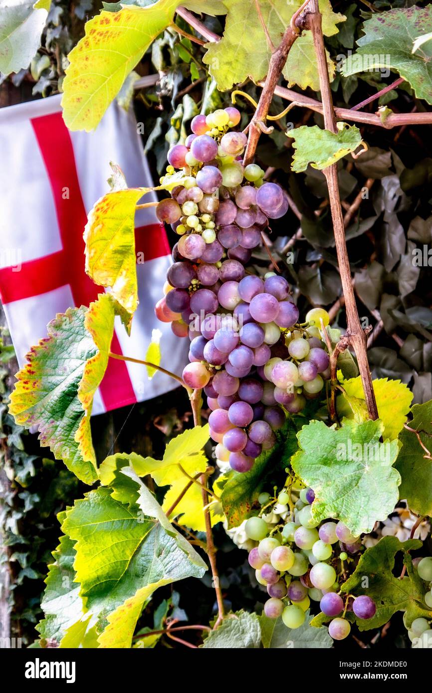 British ripening bunch of grapes in the UK with British Flag of Saint