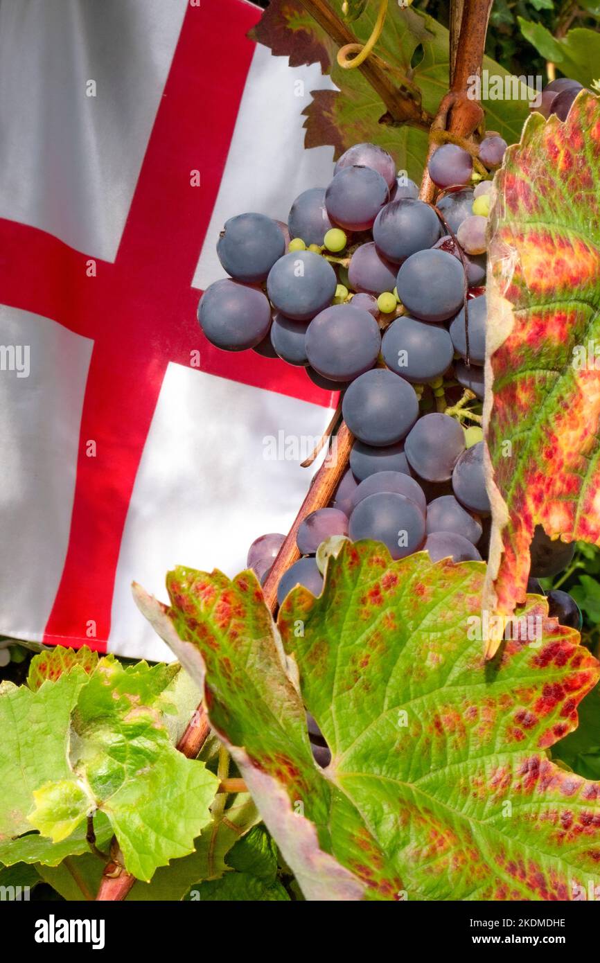 ENGLISH WINE CONCEPT Schuyler ripening bunch of grapes in the UK with British Flag of Saint George behind, a blue-skinned hybrid wine & table grape. Stock Photo