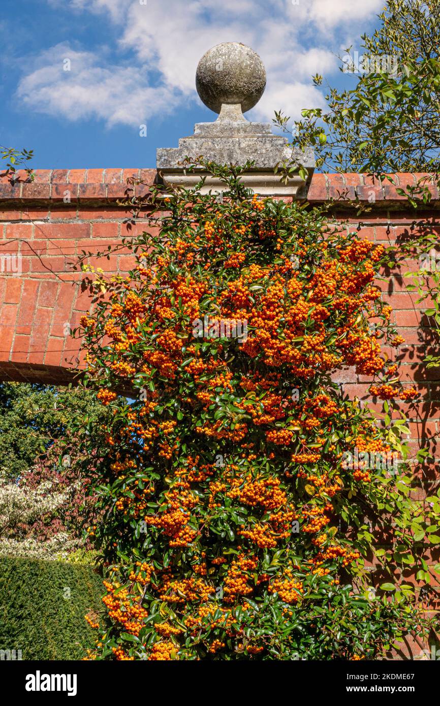 Pyracantha Orange Berries Firethorn 'Orange Glow' Rosaceae growing on a traditional brick garden wall. Autumnal colour Surrey UK Stock Photo