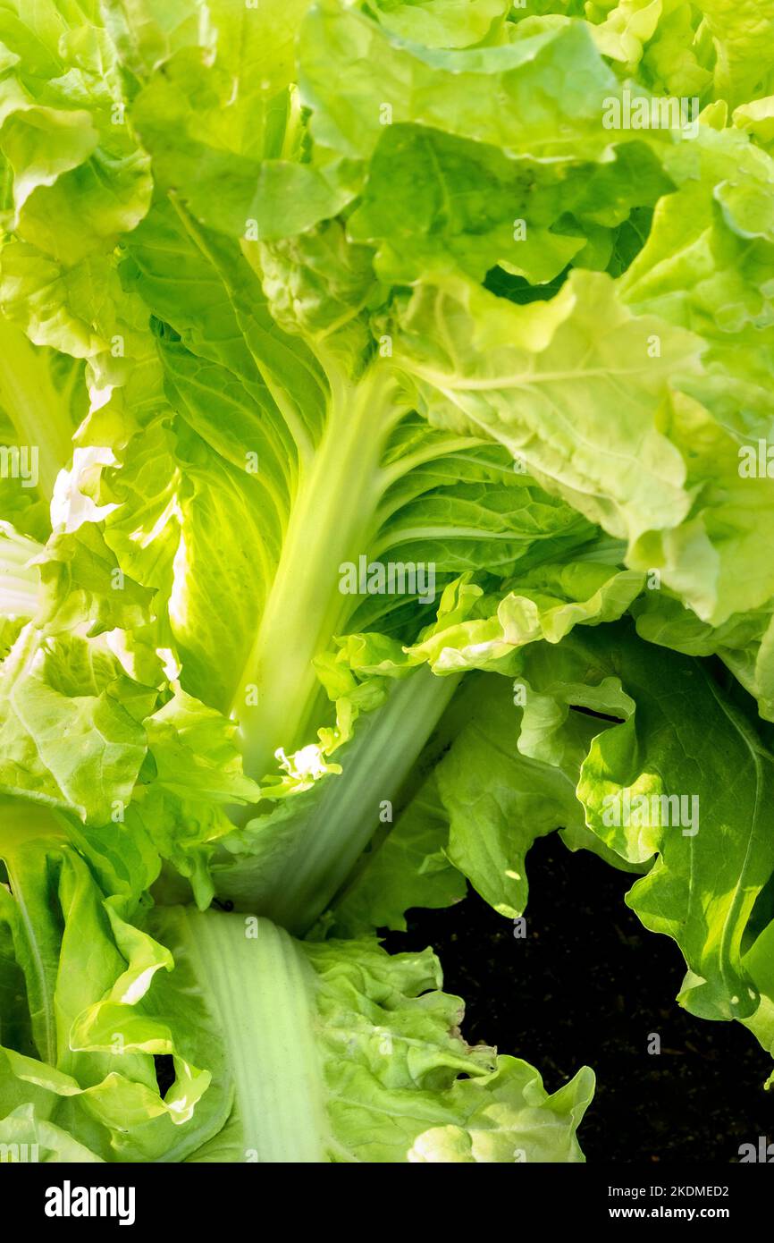 CHINESE CABBAGE Tokyo Bekana also known as “vitamin green,” a distinct type of Chinese cabbage . The Tokyo Bekana a non-heading, loose-leaf cabbage Stock Photo