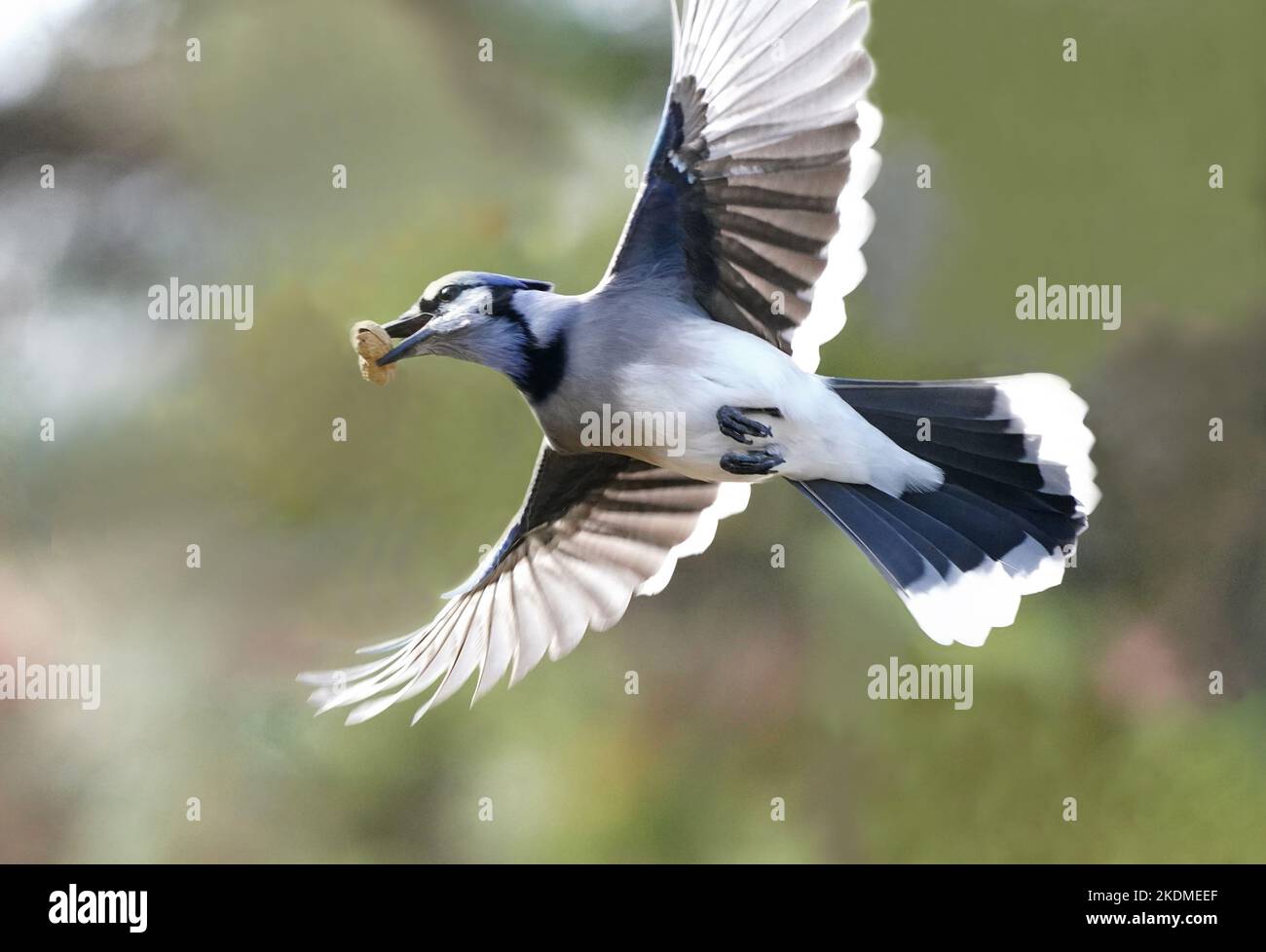 Flying blue jay Black and White Stock Photos & Images - Alamy