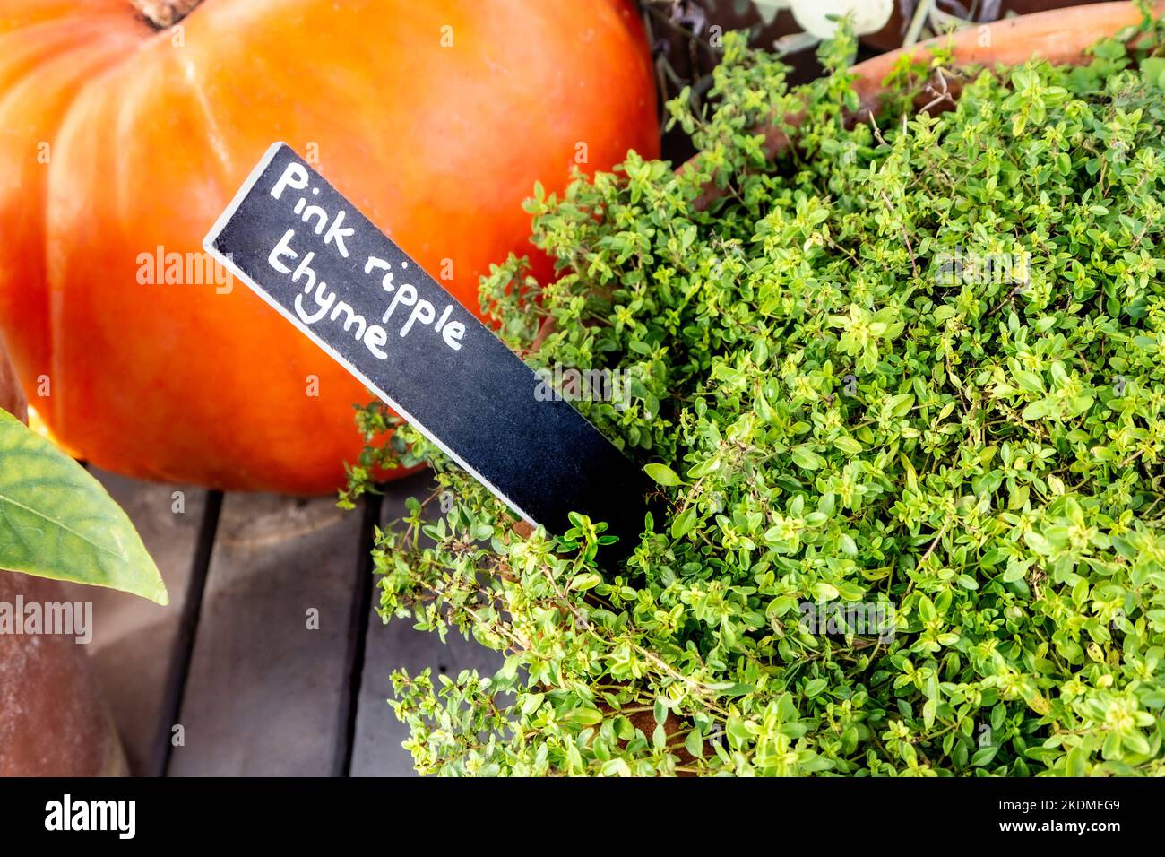 Thyme ‘Pink Ripple’ herb with slate name label, large pumpkin behind forming rustic horticultural display in greenhouse at garden allotment  Surrey UK Stock Photo