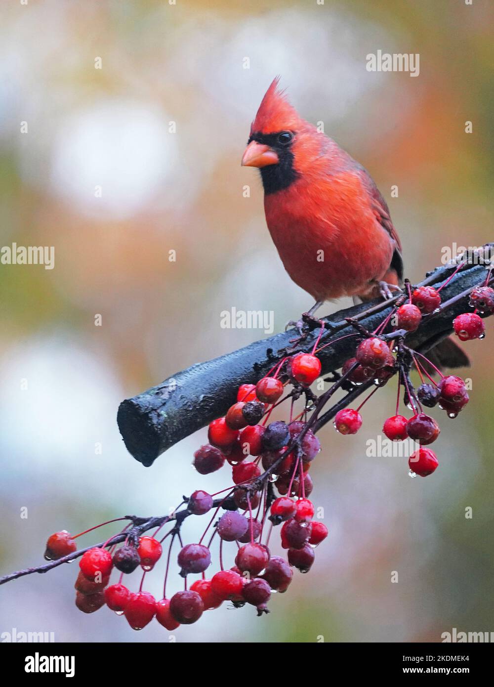 Northern Cardinal male with crabapple berries on rainy morning in autumn in southern Michigan. Stock Photo