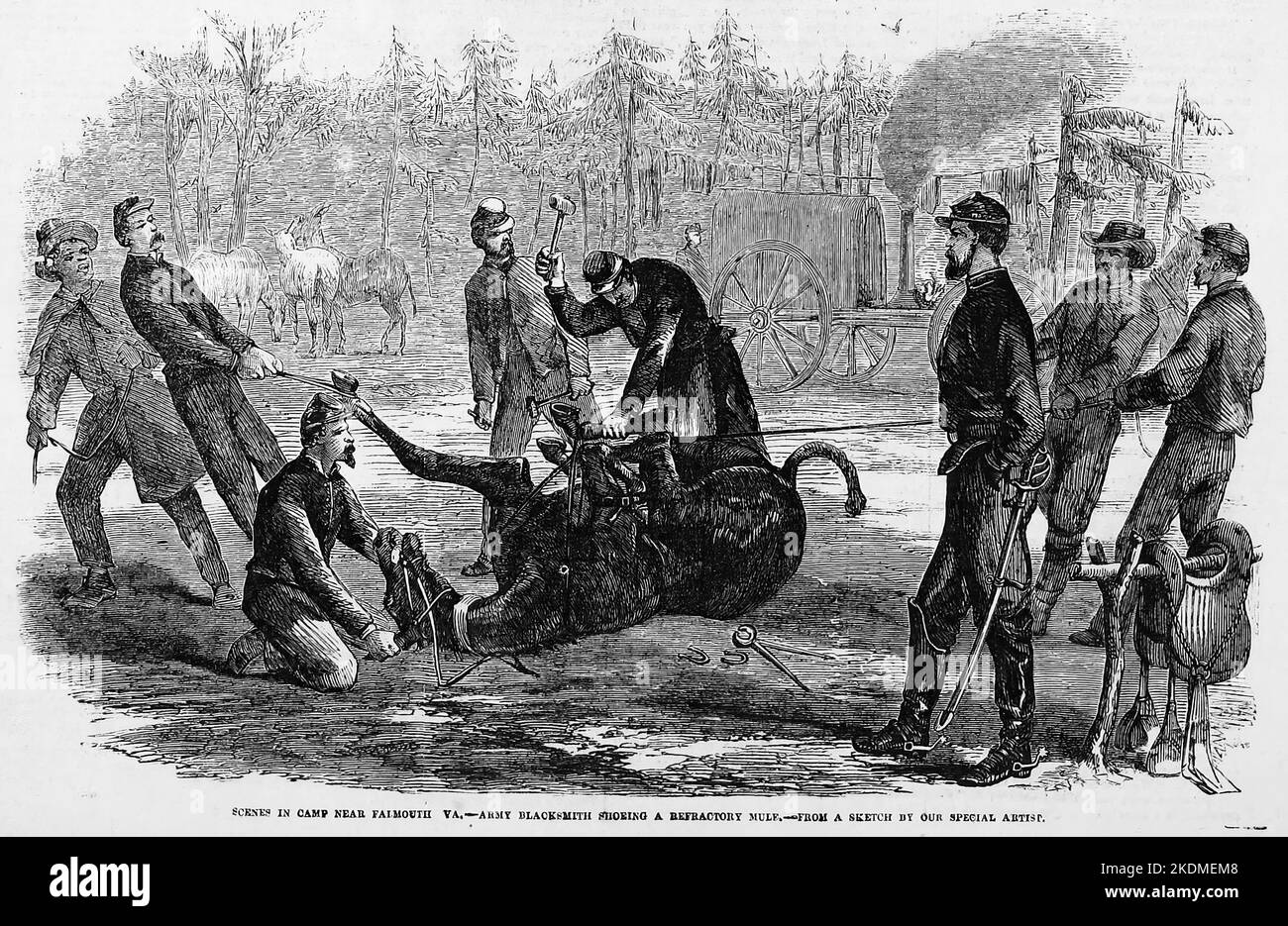 Scenes in camp near Falmouth, Virginia - Army blacksmith shoeing a refractory mule. March 1863. 19th century American Civil War illustration from Frank Leslie's Illustrated Newspaper Stock Photo