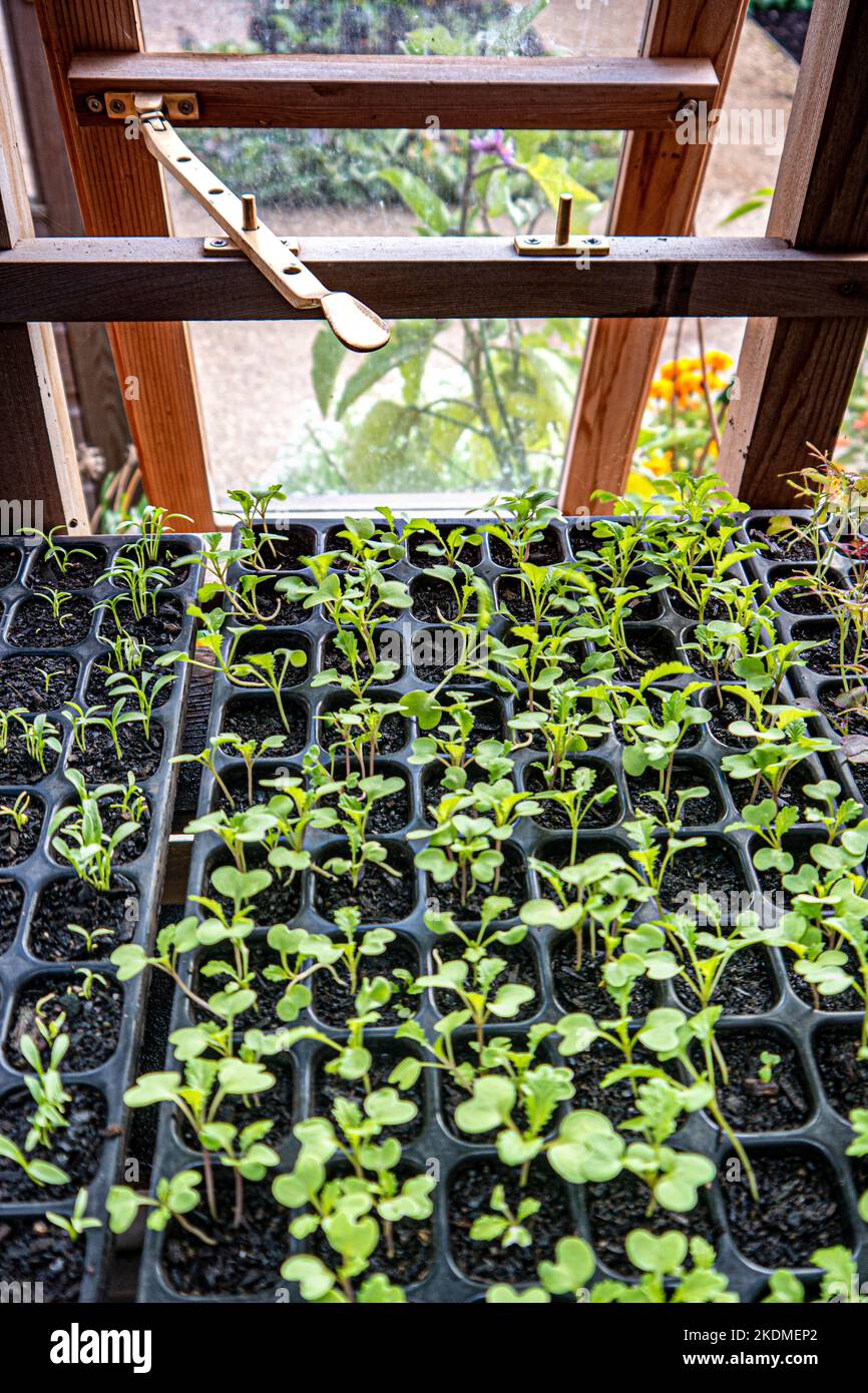 Mustard Seed 'Green-in-the-Snow' brassica, pricking out in module trays in traditional greenhouse. High levels of vitamin A and C, calcium and potash. Stock Photo