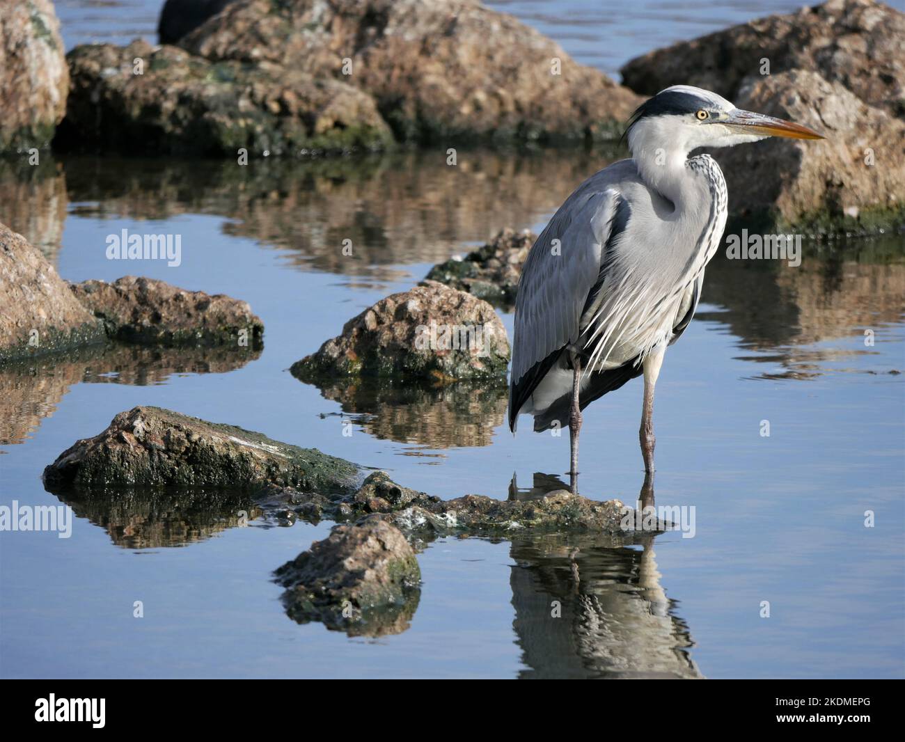Grey Heron - Ardea Cinerea standing on rocks Stock Photo