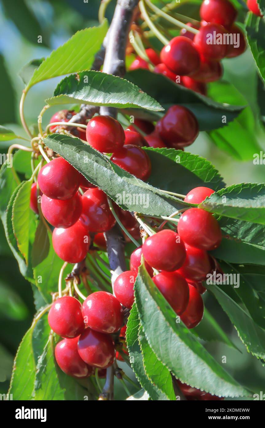 Ready for picing hi-res stock photography and images - Alamy