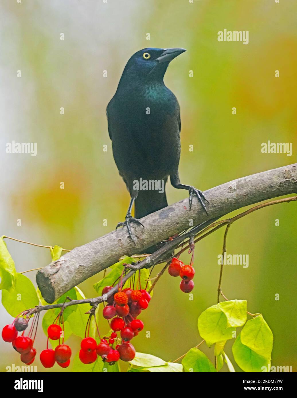 Common Grackle during autumn in southeast Michigan, USA. Stock Photo